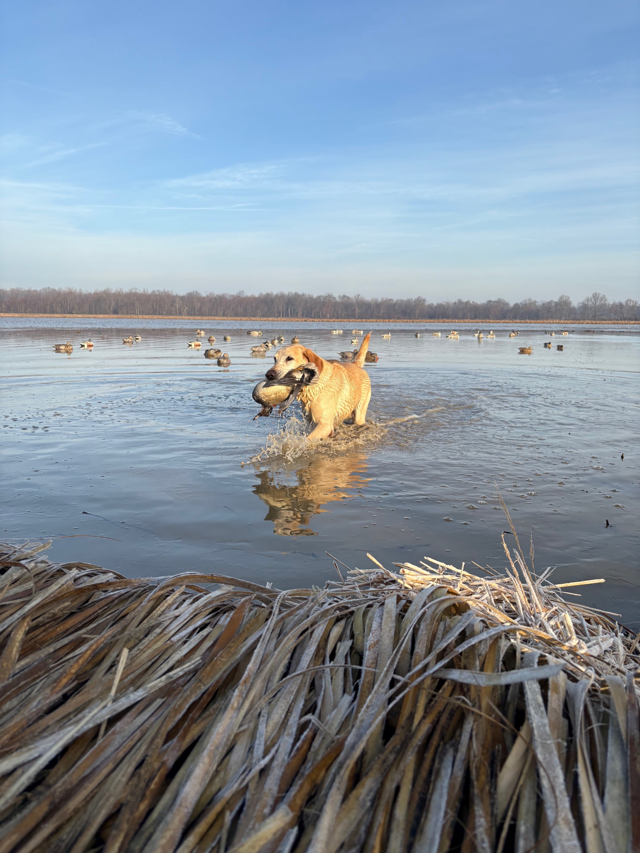 Winter Reflections and Exciting Things Ahead