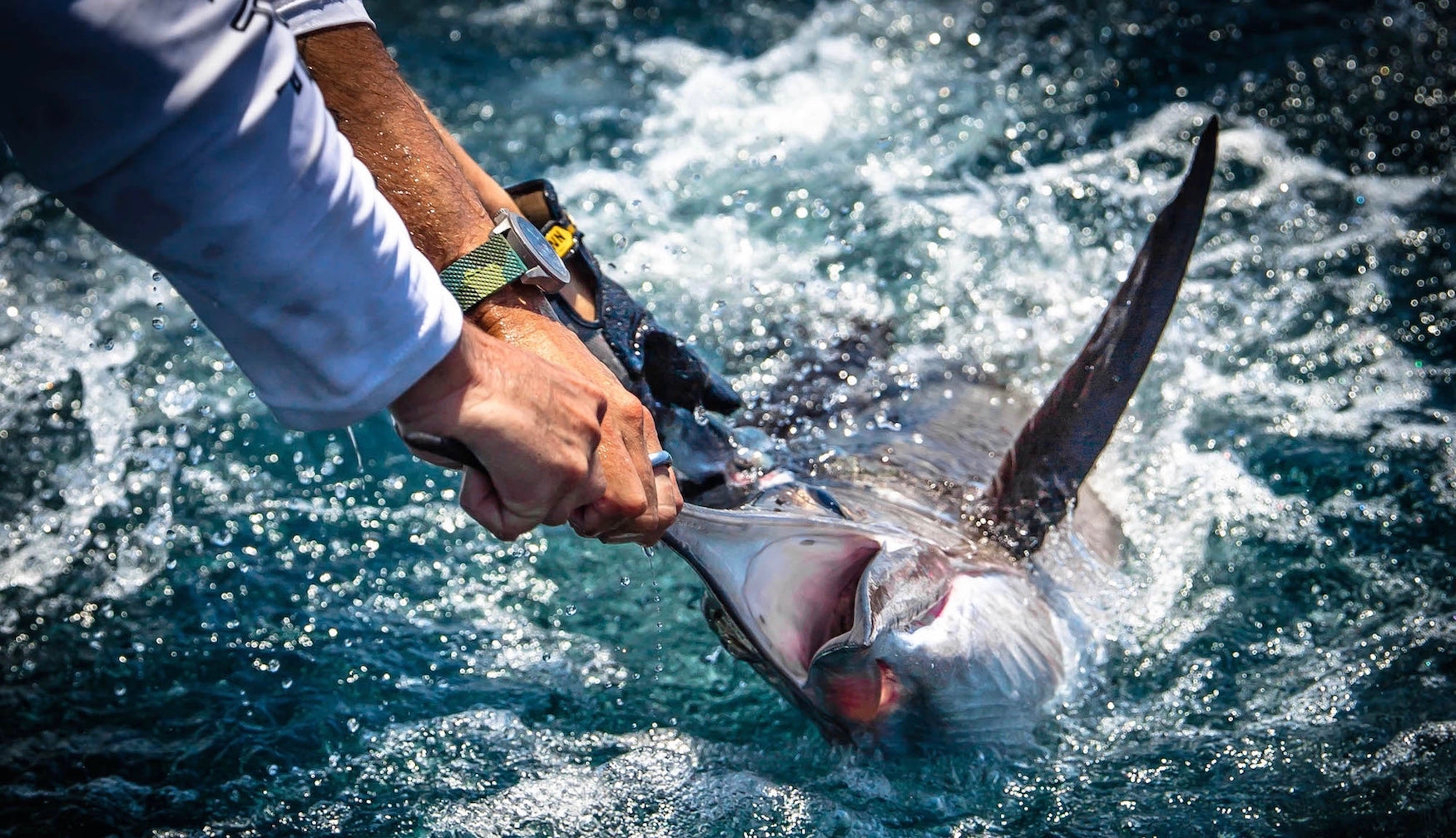 Sportfisher Collection