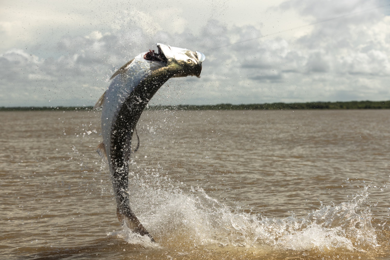 Costa Rican Jungle Tarpon